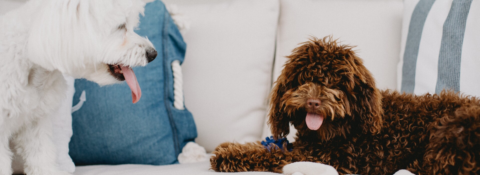 Tout pour les chiens âgés