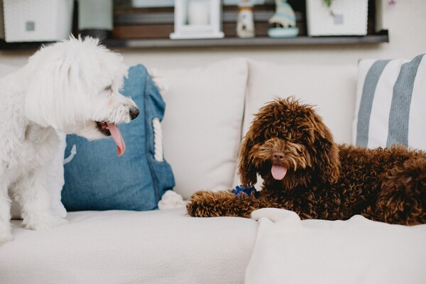 Tout pour les chiens âgés