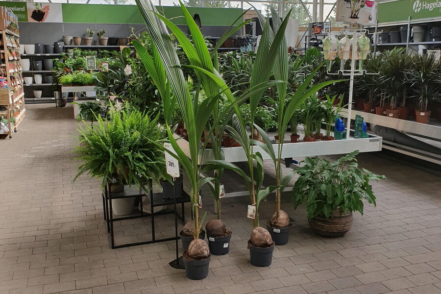 Indoor Plants