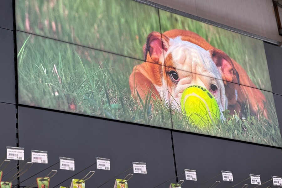 Optimierung der Tierabteilung bei Interflower in Lokeren (Belgien) 2023