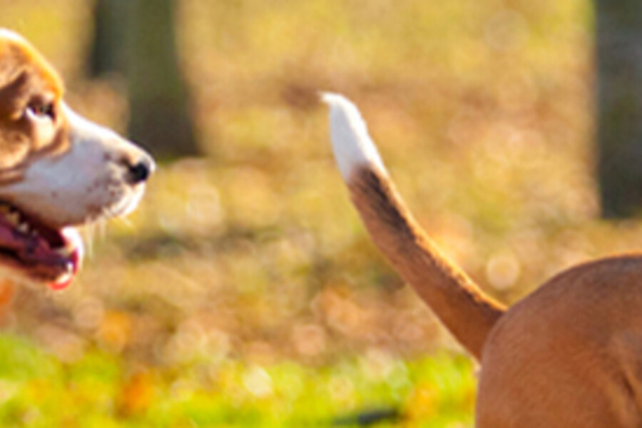 HUNDEBETTEN KOLLEKTION 2020